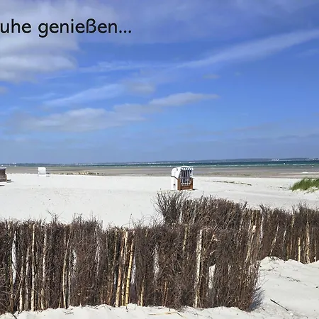 아파트 Kuestenschwalbe *